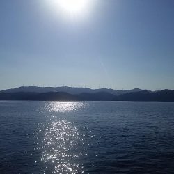 なぎ丸渡船でアオリ狙いがハマチGET