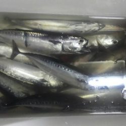 X\’masマルソウダ大爆釣