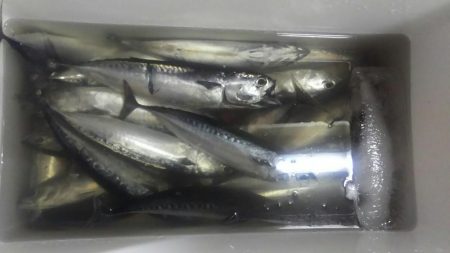 X\’masマルソウダ大爆釣