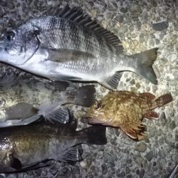 まさかのチヌ！