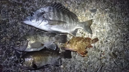 まさかのチヌ！