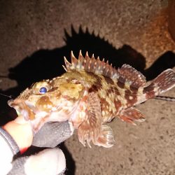 防波堤際での釣り