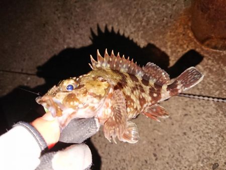 防波堤際での釣り