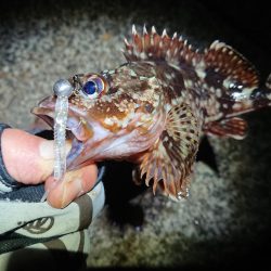 昨日に味を占め連ちゃん