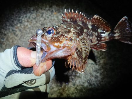 昨日に味を占め連ちゃん