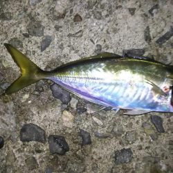 アジおるねんねど…