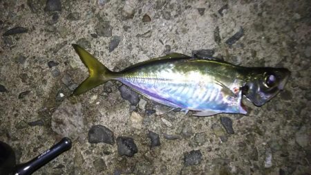 アジおるねんねど…