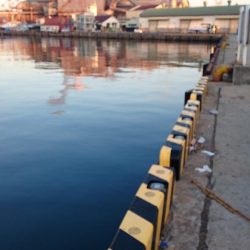 湾奥タチウオまだいてる