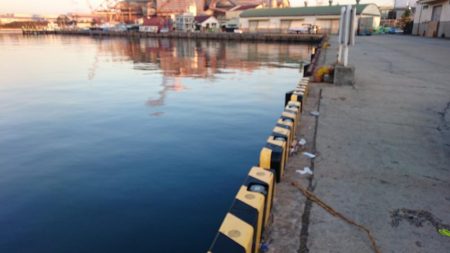 湾奥タチウオまだいてる