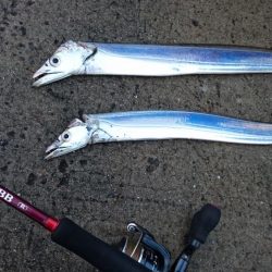 渋いながらも湾奥ならまだ釣れる