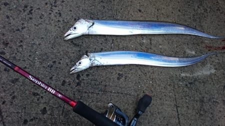 渋いながらも湾奥ならまだ釣れる