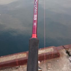 湾奥タチウオ完全復活!!