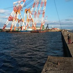 暴風の中で落ちギス狙い