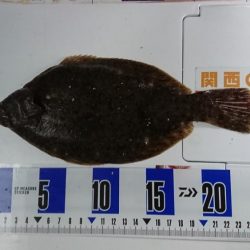 キス、カレイ釣り