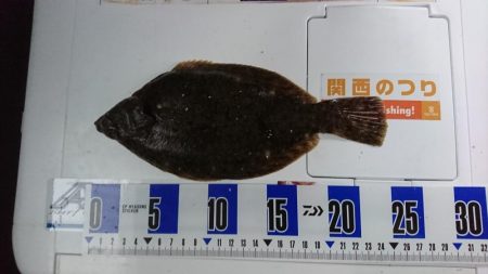 キス、カレイ釣り