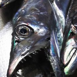 今日は、芦屋浜までタチウオを釣りに行きました。