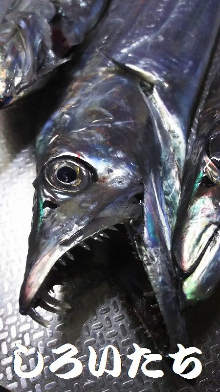 今日は、芦屋浜までタチウオを釣りに行きました。