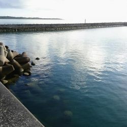 夕方防波堤からチョウチョウコショウダイ