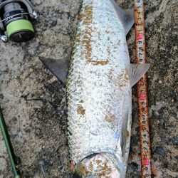 夕方港で古代魚ターポン!