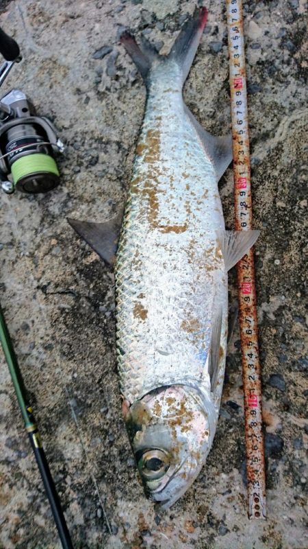 夕方港で古代魚ターポン!