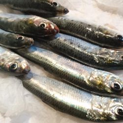 さよなら呑ませ・・・