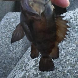 メバル狙いで、２０１７年釣り納めか？