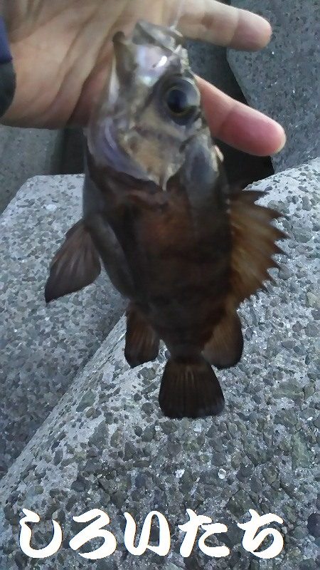 メバル狙いで、２０１７年釣り納めか？