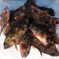 クリスマス釣りー