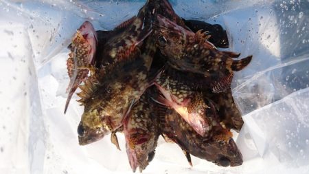 クリスマス釣りー