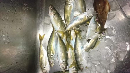 アジ&メバル探索