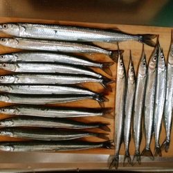 次男とサヨリ釣り