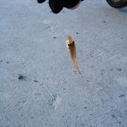 クラカケトラギス釣りに…