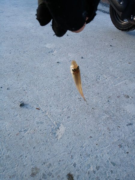 クラカケトラギス釣りに…