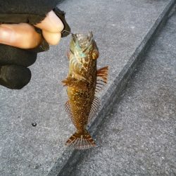 癒しのガシラゲーム