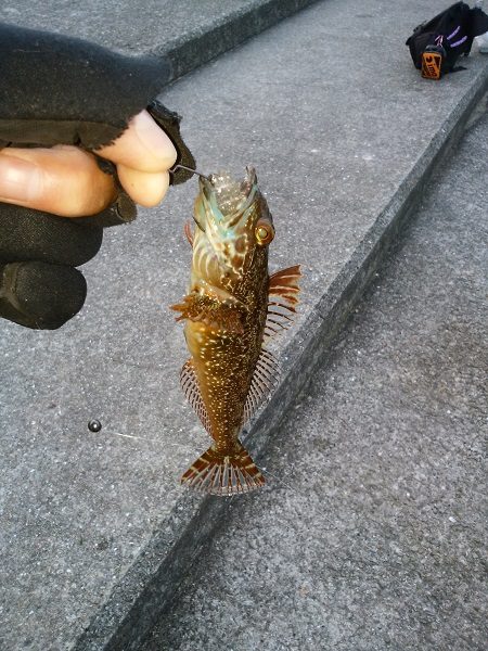 癒しのガシラゲーム