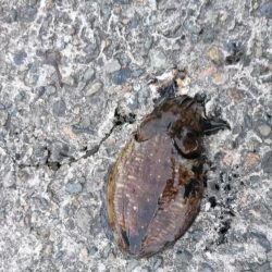 ラストコウイカ