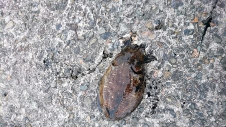 ラストコウイカ