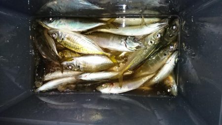 久しぶりのボートアジング