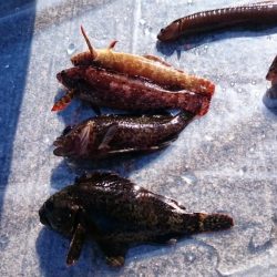 爆風の中、根魚狙い