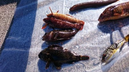 爆風の中、根魚狙い