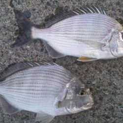 食べて美味しい