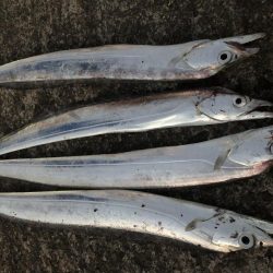 時合いはたったの15分!?価値ある4本