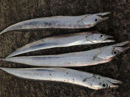 時合いはたったの15分!?価値ある4本