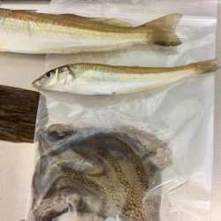 今日もカレイが釣れました