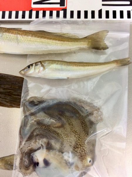 今日もカレイが釣れました