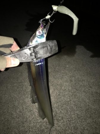 湾奥タチウオ。丁寧に探ればチャンス有り！