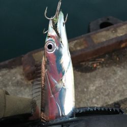 湾奥タチウオ。まだまだシーズン継続か!?