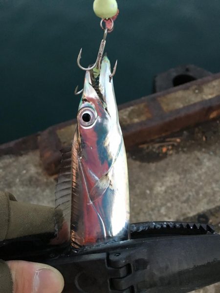 湾奥タチウオ。まだまだシーズン継続か！？