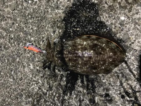 コウイカ爆釣