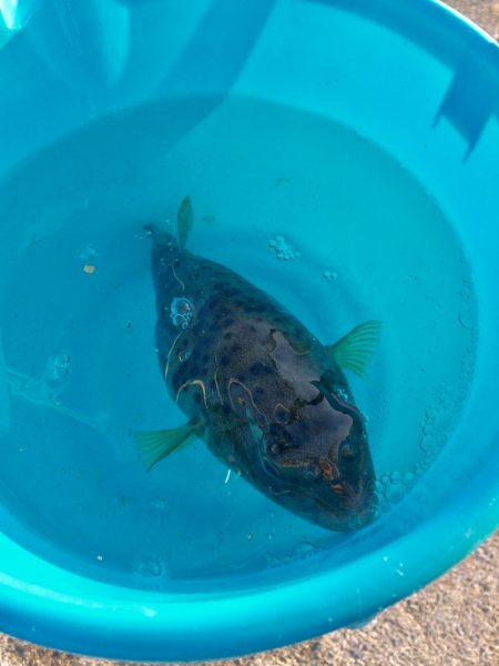 もうカレイは釣れないのかな？